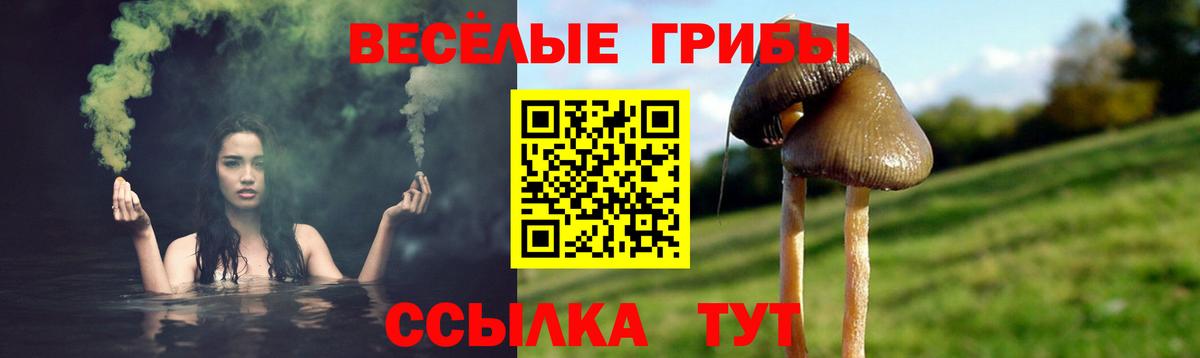 Псилоцибиновые грибы Cubensis Зеленогорск